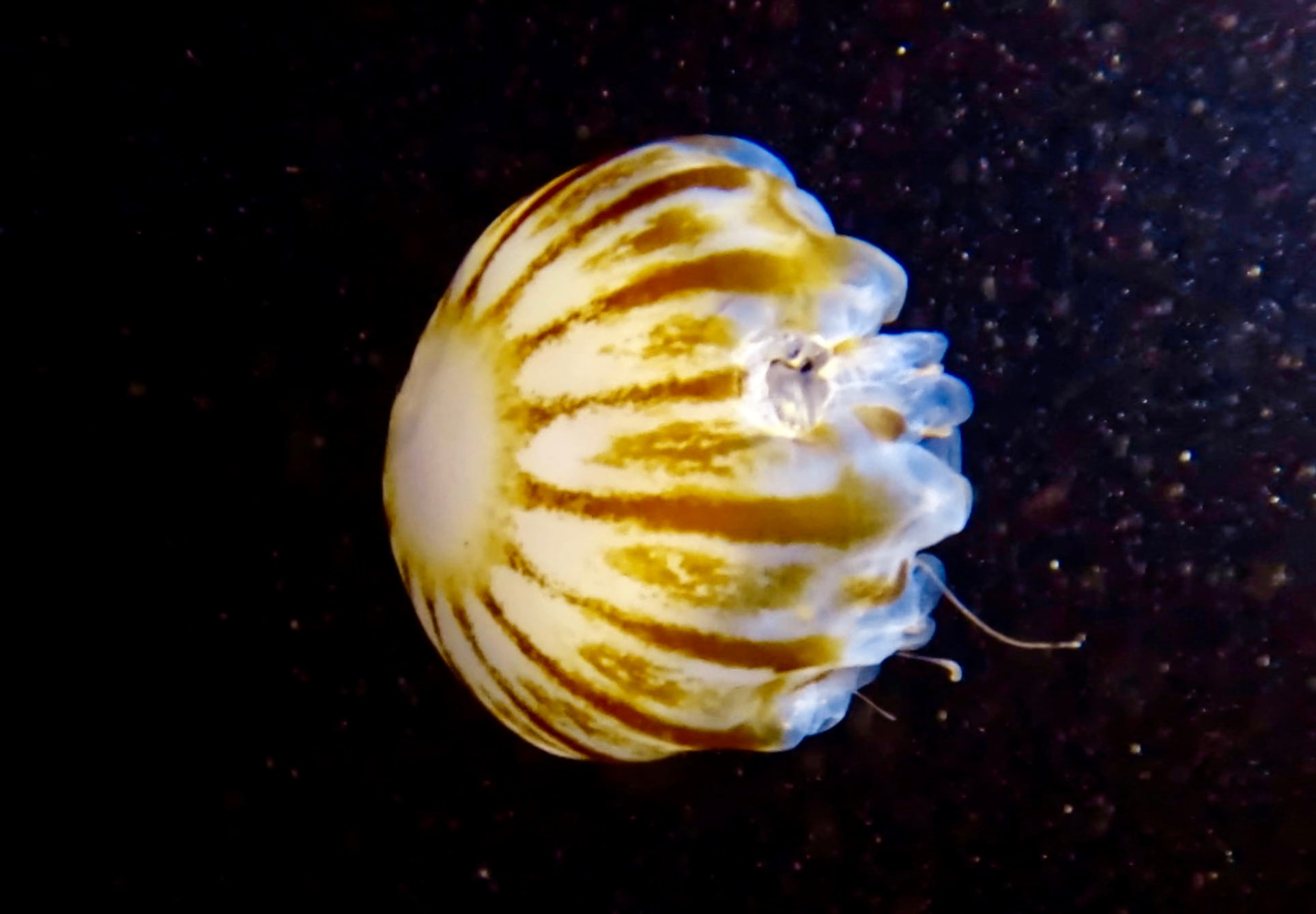 Kachemak Bay Alaska underwater marine life