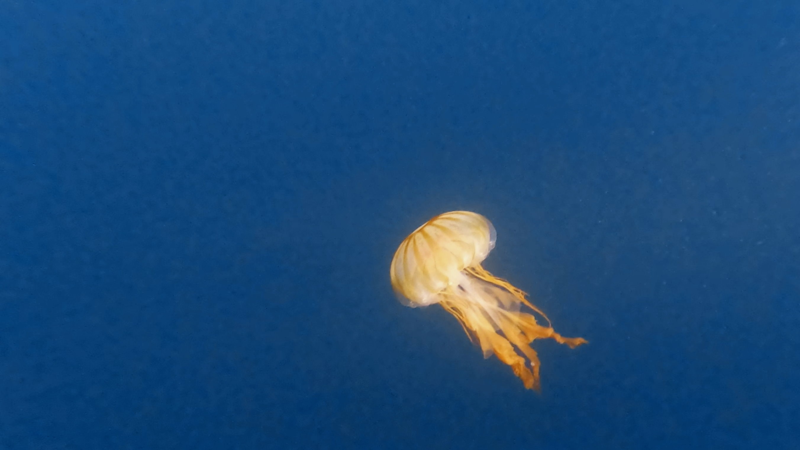 Snorkeling